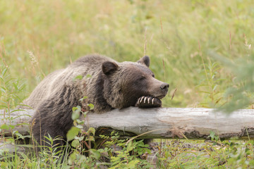Fototapeta na wymiar Wild Grizzly Bear in Banff National Park in the Canadian Rocky Mountains