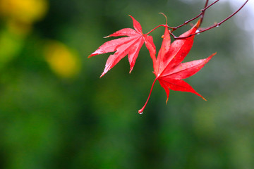 떨어지는 단풍잎