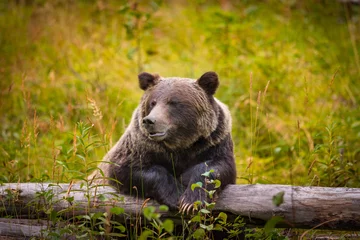 Gordijnen Wild Grizzly Bear in Banff National Park in the Canadian Rocky Mountains © BGSmith