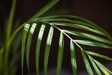 日の当たる植物