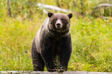 Wild Grizzly Bear in Banff National Park in the Canadian Rocky Mountains