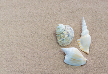 Fototapeta na wymiar Close-up of beautiful shells on the white sand beach. Copy space for text background.
