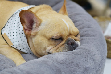 The dog with sleeping happiness