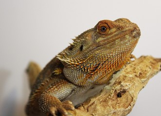 Red and Orange Citrus Bearded Dragon Lizard