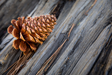 Pine Cone 