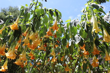 Flores de México