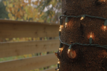Tree with Festive Lights