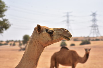 Camels in Dubai Desert in day, Dubai, United arab Emirates
