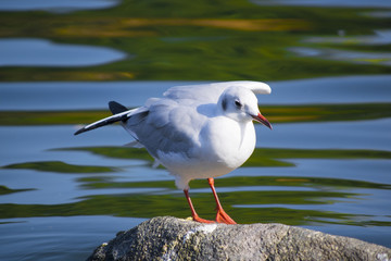 水鳥
