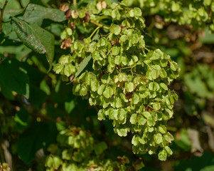 Tripterygium regelii Sprague et Takeda (Regel's Threewingnut) - seeds close-up.