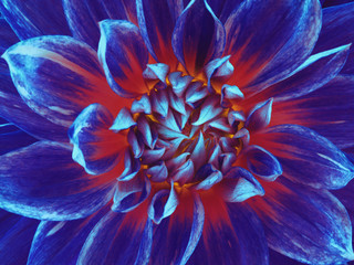 flower,blue-red, motley, glowing from within yellow.  Closeup. beautiful dahlia blooms. for design. Nature.
