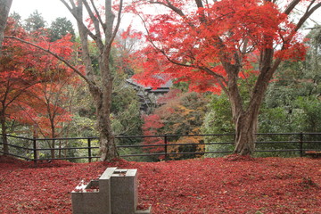 笠置山自然公園のモミジ