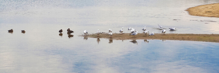 Seagulls and Ducks at the Beach
