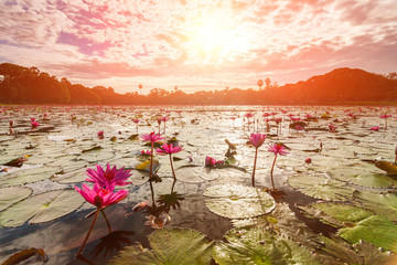 Dawn on the lake with lotuses.