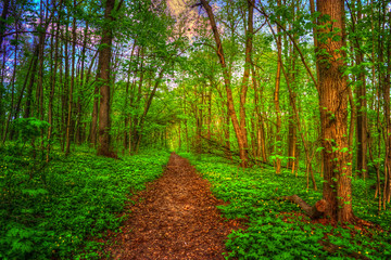 Obraz premium Colorful summer landscape. Pathway in the woods. Green trees around a lane. The bright colors of nature in the park.