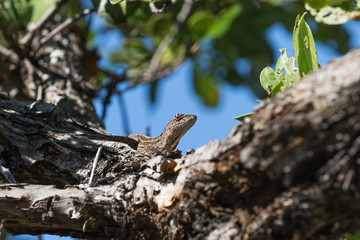 Brown Anole Lizard On A Tree, Tavernier, Key Largo, Florida