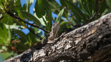 Brown Anole Lizard On A Tree, Tavernier, Key Largo, Florida