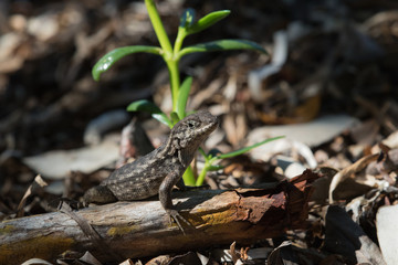 Fototapeta premium Zebra-tailed Lizard, Tavernier, Key Largo, Florida