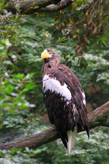 Steller's Sea Eagle (Haliaeetus pelagicus)