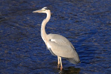 Grey Heron (Ardea cinerea) in Japan