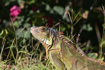 Green Iguana, Tavernier, Key Largo, Florida