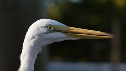 Great Egret, Tavernier, Key Largo, Florida