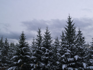 北海道の冬　エゾ松の森