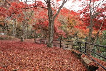 Obraz premium 笠置山モミジ公園