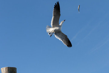 Fototapeta premium Laughing Gull Flying, With Fish, Tavernier, Key Largo, Florida