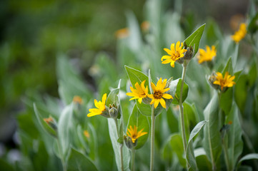 Wildflowers