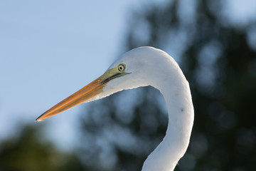 Great Egret, Tavernier, Key Largo, Florida