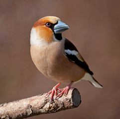 Havfinch