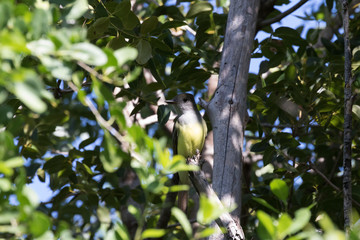 Western Kingbird, Tavernier, Key Largo, Florida