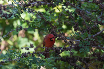Northern Cardinal On A Tree, Eating Seeds, Tavernier, Key Largo,