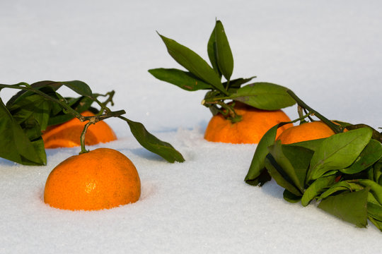 Tangerines lie in the snow. Tangerine is a symbol of the Chinese New Year.