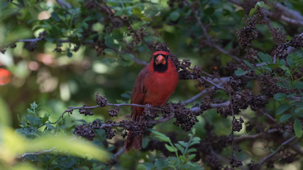 Northern Cardinal On A Tree, Eating Seeds, Tavernier, Key Largo,