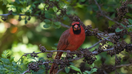 Northern Cardinal On A Tree, Eating Seeds, Tavernier, Key Largo,