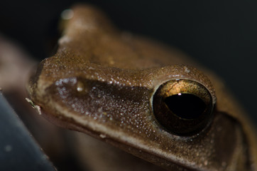 Polypedates leucomystax have beautiful eyes.