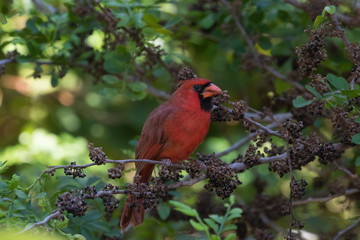 Northern Cardinal On A Tree, Eating Seeds, Tavernier, Key Largo,