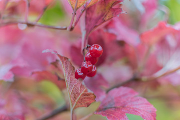 Branch of ripe berries mountain ash grows on a tree