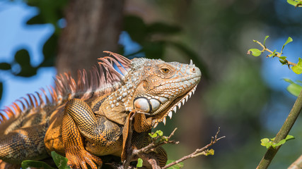 Green Iguana, Tavernier, Key Largo, Florida