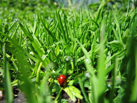 Ladybug sitting on a fresh green grass.