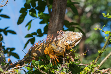 Green Iguana, Tavernier, Key Largo, Florida