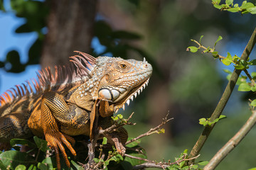 Green Iguana, Tavernier, Key Largo, Florida