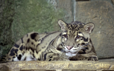 Дымчатый леопард