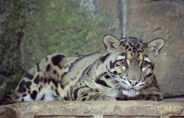 Дымчатый леопард