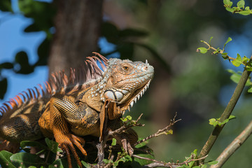 Green Iguana, Tavernier, Key Largo, Florida