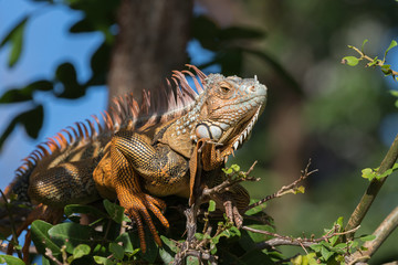 Green Iguana, Tavernier, Key Largo, Florida