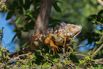 Green Iguana, Tavernier, Key Largo, Florida