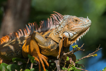 Green Iguana, Tavernier, Key Largo, Florida